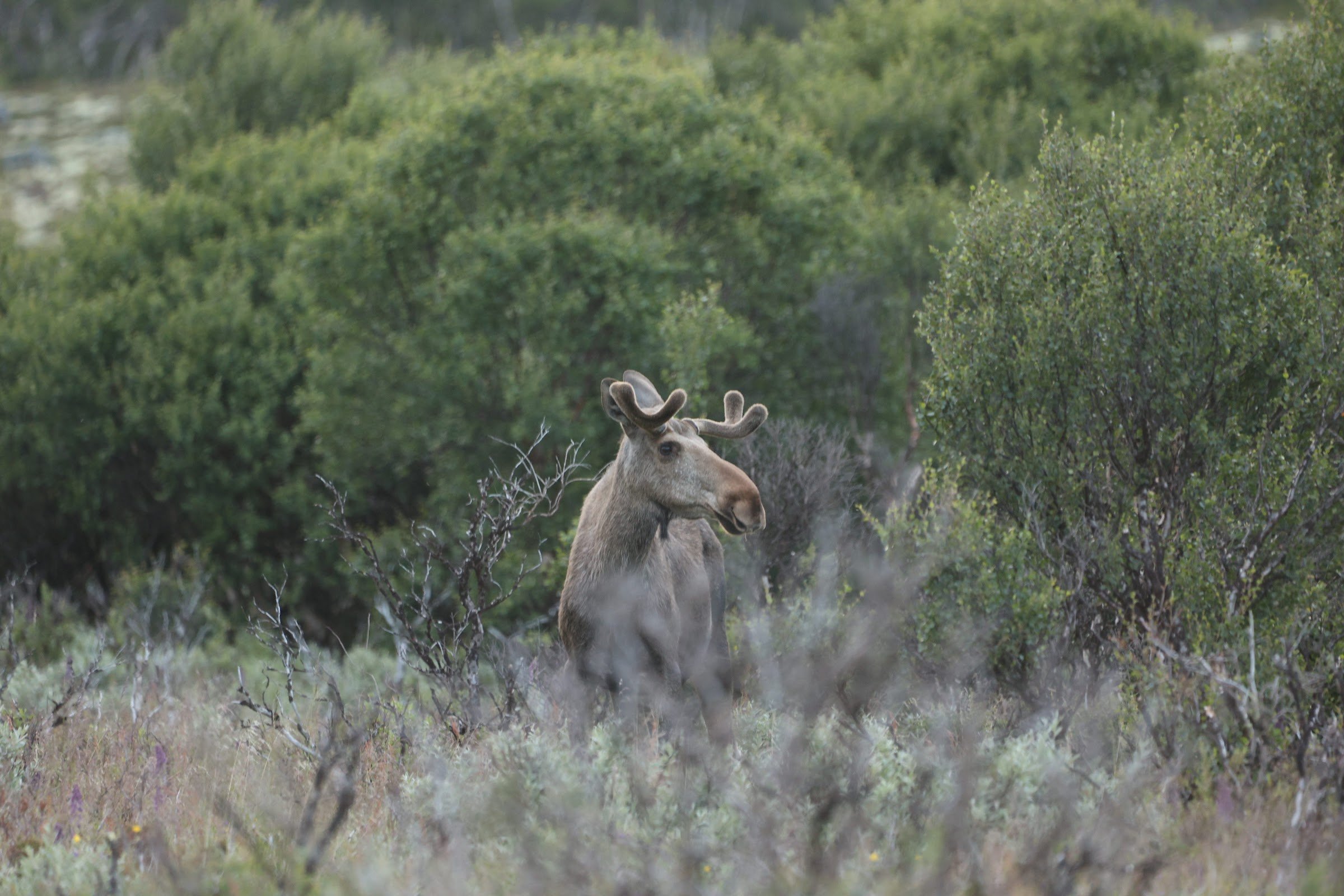 Fokstumyra parkeringsplass og inngang til parken
